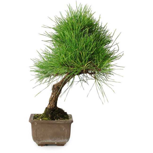 Pinus thunbergii, 29 cm, ± 25 years old