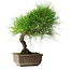 Pinus thunbergii, 29 cm, ± 25 jaar oud