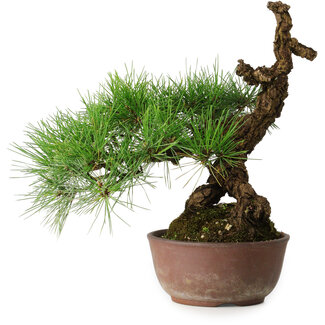 Pinus thunbergii, 28 cm, ± 30 ans