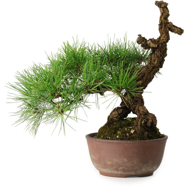 Pinus thunbergii, 28 cm, ± 30 jaar oud