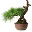 Pinus thunbergii, 28 cm, ± 30 jaar oud