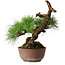 Pinus thunbergii, 28 cm, ± 30 jaar oud