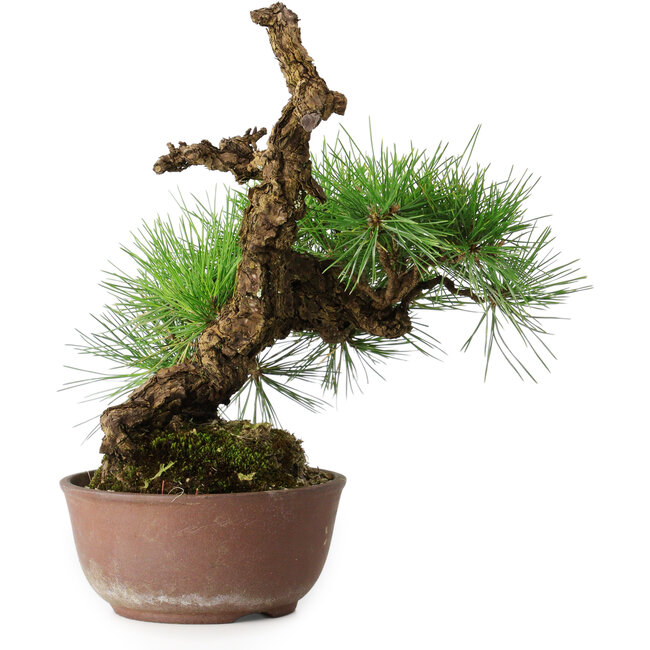 Pinus thunbergii, 28 cm, ± 30 jaar oud