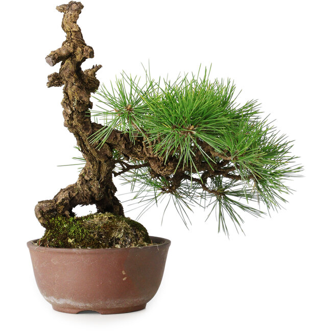 Pinus thunbergii, 28 cm, ± 30 jaar oud