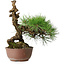 Pinus thunbergii, 28 cm, ± 30 jaar oud
