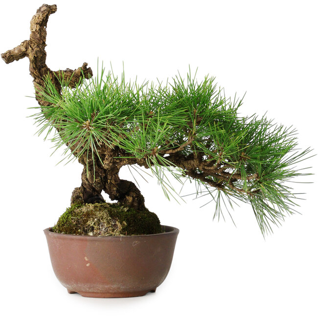 Pinus thunbergii, 28 cm, ± 30 jaar oud