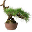 Pinus thunbergii, 28 cm, ± 30 jaar oud
