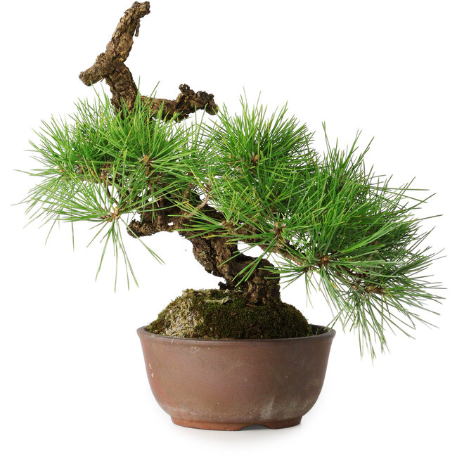 Pinus thunbergii, 28 cm, ± 30 jaar oud