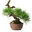Pinus thunbergii, 28 cm, ± 30 jaar oud
