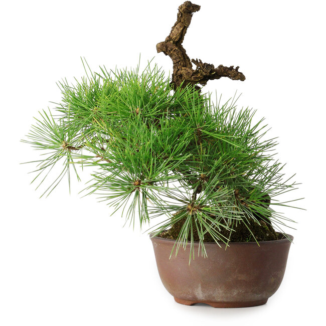 Pinus thunbergii, 28 cm, ± 30 jaar oud