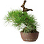 Pinus thunbergii, 28 cm, ± 30 jaar oud