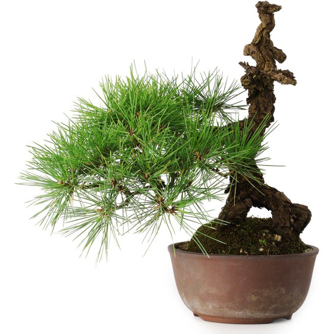 Pinus thunbergii, 28 cm, ± 30 jaar oud