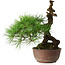 Pinus thunbergii, 28 cm, ± 30 jaar oud