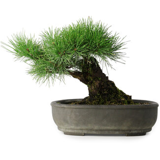 Pinus thunbergii, 29 cm, ± 30 jaar oud