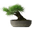 Pinus thunbergii, 29 cm, ± 30 jaar oud