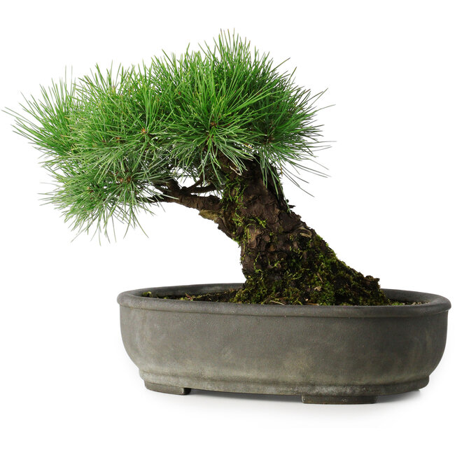 Pinus thunbergii, 29 cm, ± 30 jaar oud