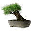 Pinus thunbergii, 29 cm, ± 30 jaar oud