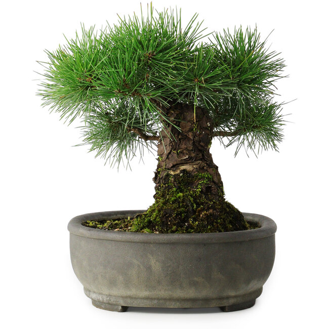 Pinus thunbergii, 29 cm, ± 30 jaar oud