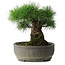 Pinus thunbergii, 29 cm, ± 30 jaar oud