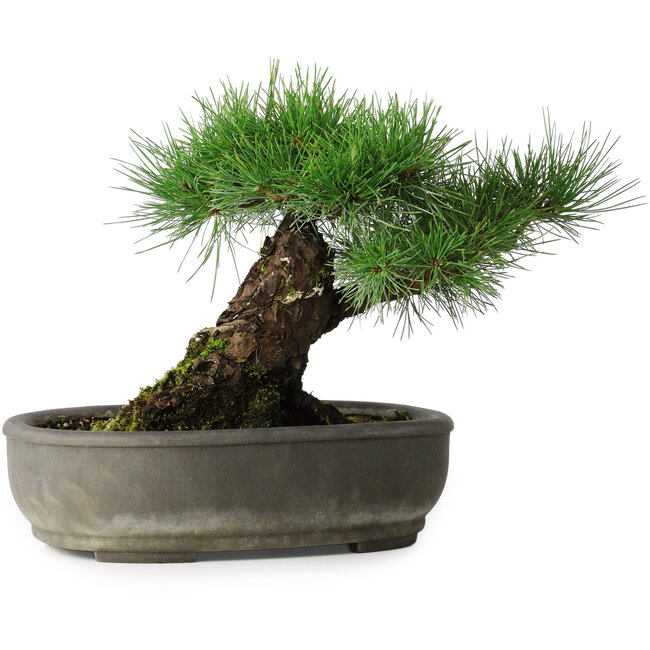 Pinus thunbergii, 29 cm, ± 30 jaar oud