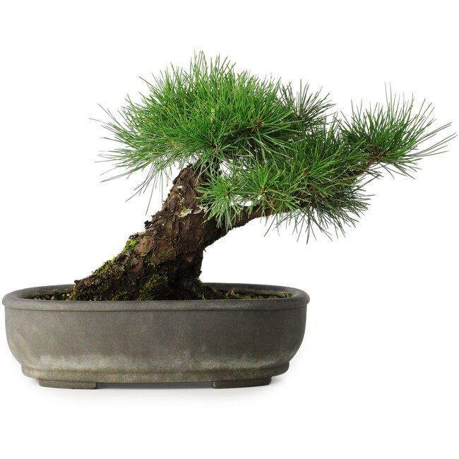 Pinus thunbergii, 29 cm, ± 30 jaar oud