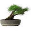 Pinus thunbergii, 29 cm, ± 30 jaar oud
