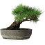 Pinus thunbergii, 29 cm, ± 30 jaar oud