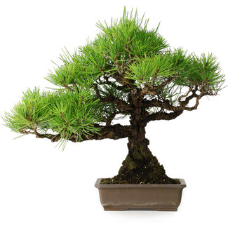 Pinus thunbergii, 38,5 cm, ± 30 jaar oud