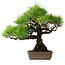 Pinus thunbergii, 38,5 cm, ± 30 ans