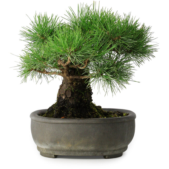 Pinus thunbergii, 29 cm, ± 30 jaar oud