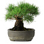 Pinus thunbergii, 29 cm, ± 30 jaar oud