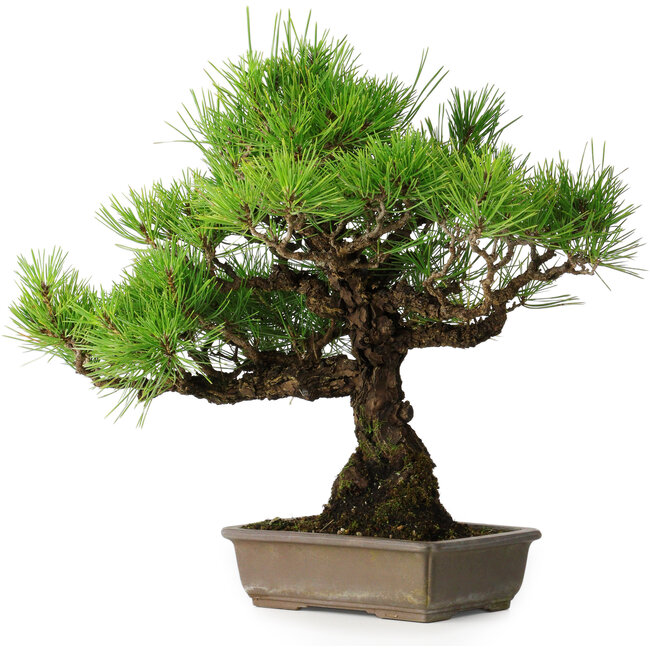 Pinus thunbergii, 38,5 cm, ± 30 ans