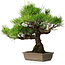 Pinus thunbergii, 38,5 cm, ± 30 jaar oud