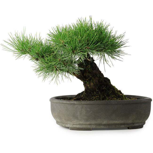 Pinus thunbergii, 29 cm, ± 30 anni