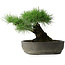 Pinus thunbergii, 29 cm, ± 30 jaar oud