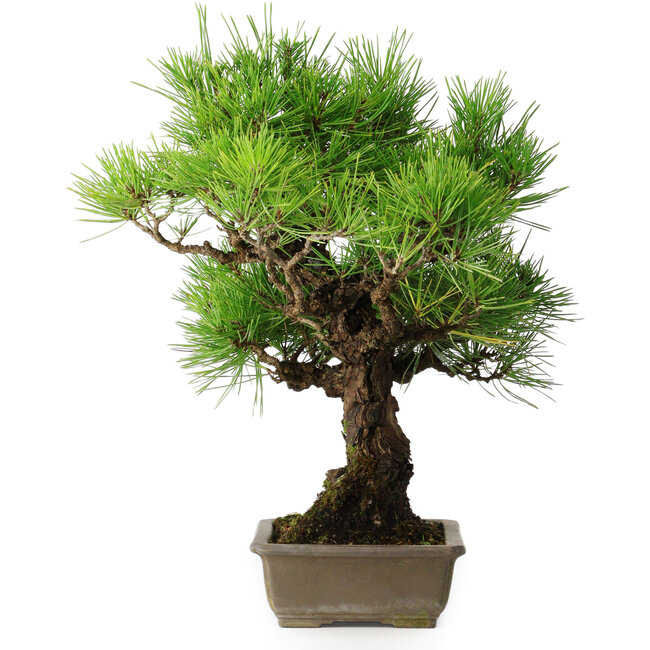 Pinus thunbergii, 38,5 cm, ± 30 jaar oud