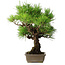 Pinus thunbergii, 38,5 cm, ± 30 ans