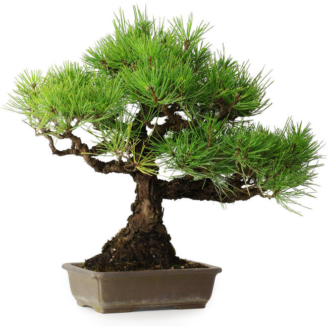 Pinus thunbergii, 38,5 cm, ± 30 Jahre alt