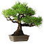 Pinus thunbergii, 38,5 cm, ± 30 jaar oud