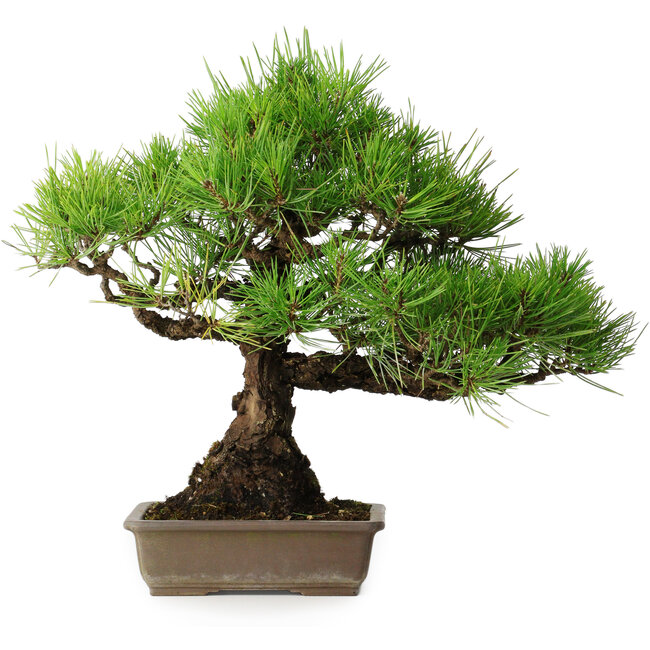 Pinus thunbergii, 38,5 cm, ± 30 jaar oud