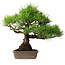 Pinus thunbergii, 38,5 cm, ± 30 ans