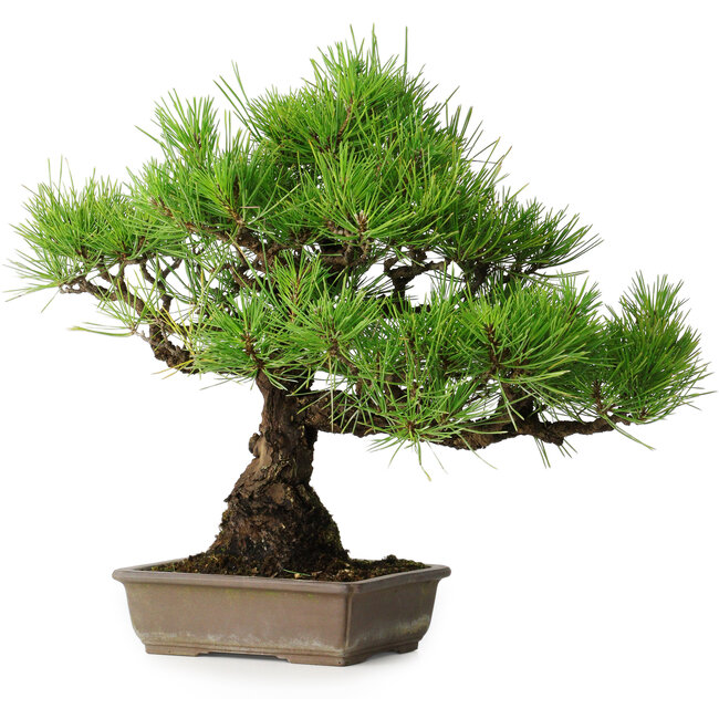 Pinus thunbergii, 38,5 cm, ± 30 Jahre alt