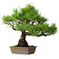 Pinus thunbergii, 38,5 cm, ± 30 jaar oud