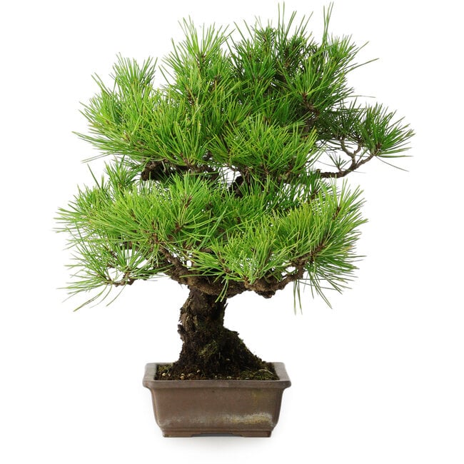 Pinus thunbergii, 38,5 cm, ± 30 ans