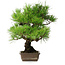 Pinus thunbergii, 38,5 cm, ± 30 ans