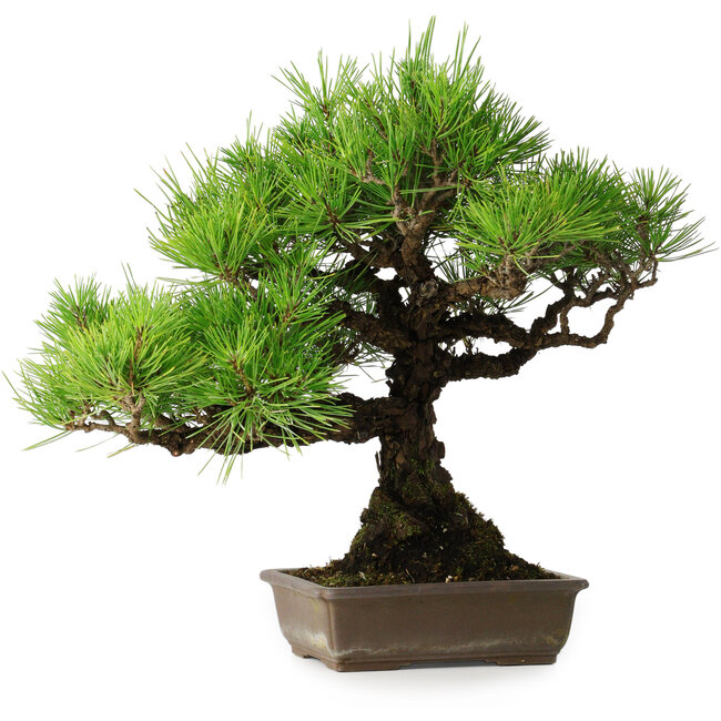 Pinus thunbergii, 38,5 cm, ± 30 jaar oud