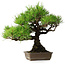 Pinus thunbergii, 38,5 cm, ± 30 ans