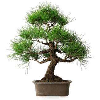 Pinus thunbergii, 46 cm, ± 25 jaar oud