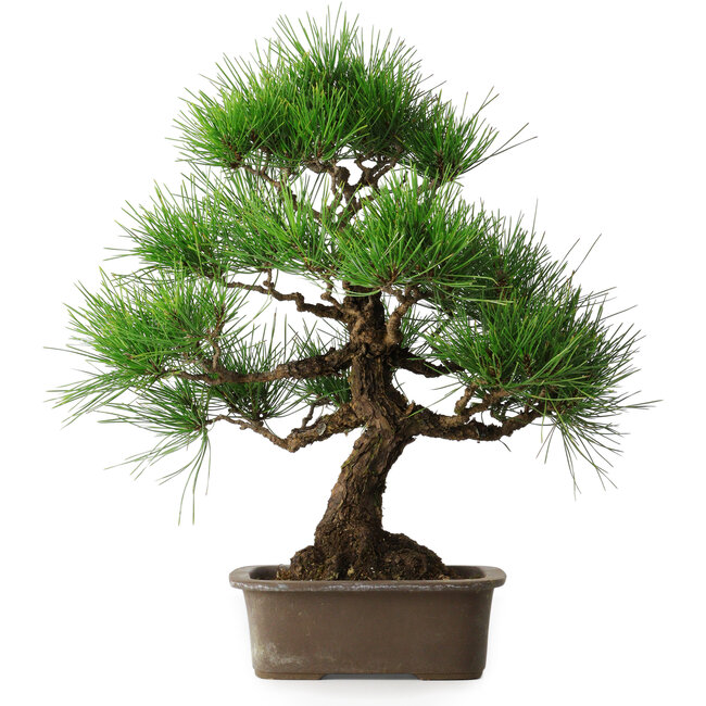 Pinus thunbergii, 46 cm, ± 25 jaar oud