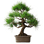 Pinus thunbergii, 46 cm, ± 25 jaar oud